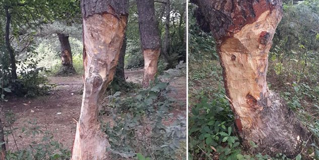Çam ağaçlarını çıra elde etmek için katlettiler!