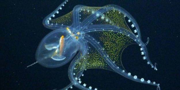 'Cam Ahtapot' ahtapot görüntülendi