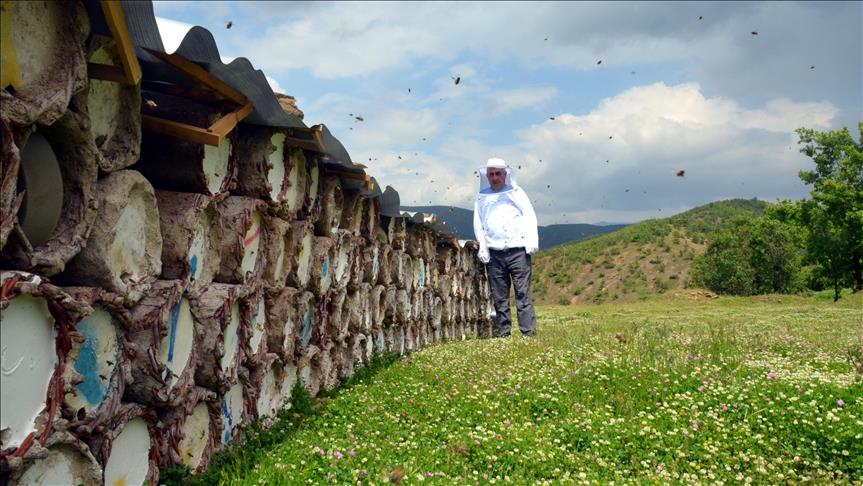 Çam balında hedef 50 milyon dolarlık satış