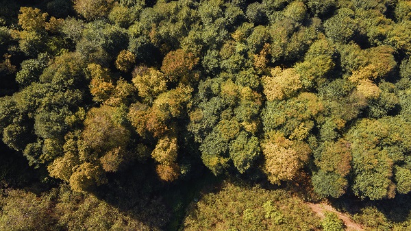 Çam Dağı'na sonbaharın renkleri