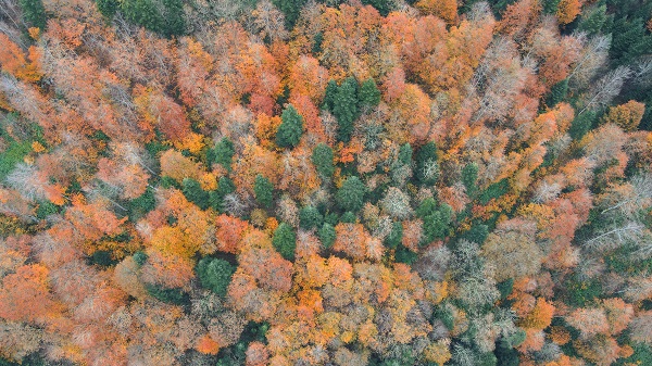 Çam Dağı’nda renk cümbüşü