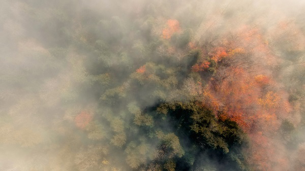 Çam Dağı'nda renk cümbüşü