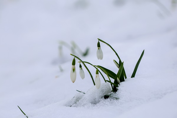 Çam Dağı'nın eteklerinde mest eden görüntü