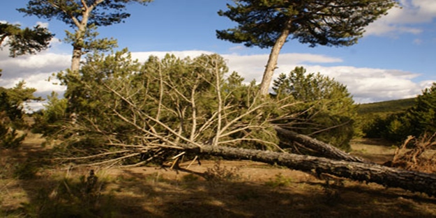 'Çam devirmek' deyiminin aslı nereden geliyor?