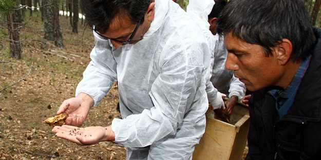 Terminatör böcekler ormana salındı