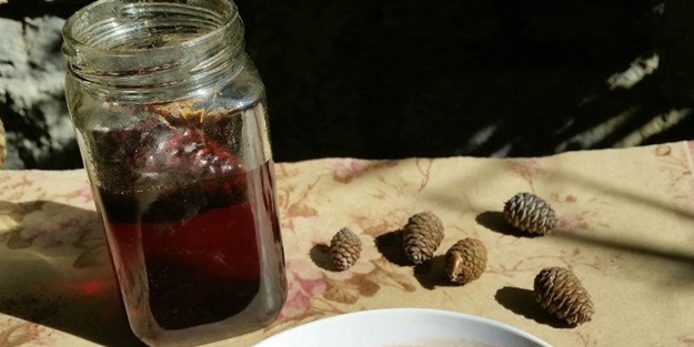 Çam kozalağından reçel yaptılar!