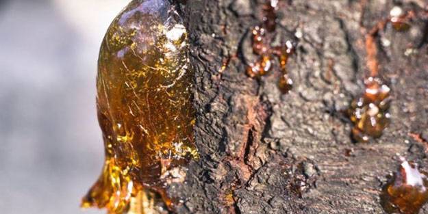 Çam sakızı ve bal karışımının muhteşem faydası