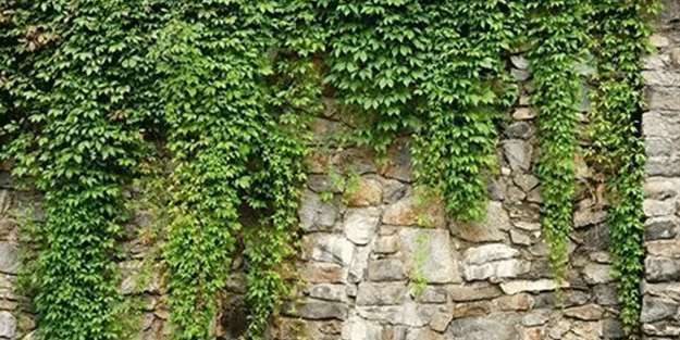 Çamaşırlarınızı bu yaprakla yıkayın kar gibi bembeyaz olsun! Almanların büyük sırrı ifşa oldu...