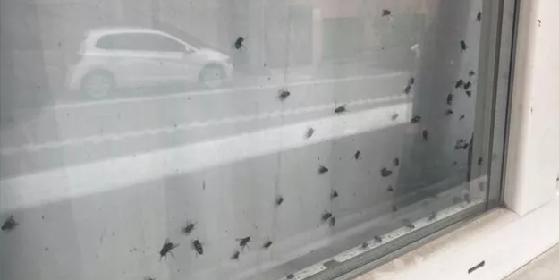 Camdaki sinekleri gören 'Ceset var' diye polisi aradı! Gerçek eve girince ortaya çıktı