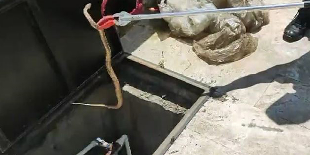 Cami bahçesine giren yılan paniğe neden oldu