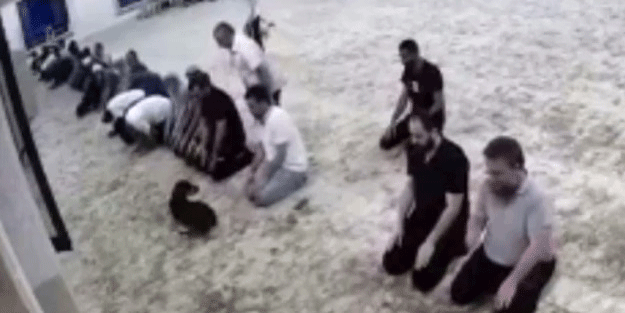 Cami cemaatinin sevimli köpekle imtihanı
