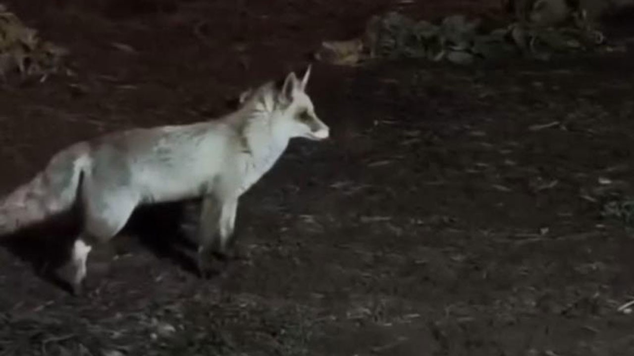 Cami imamı ve engelli tilkinin dostluğu kamerada