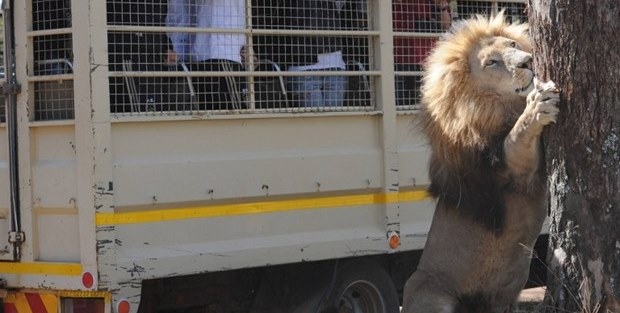 Camı kapamadı aslana yem oldu