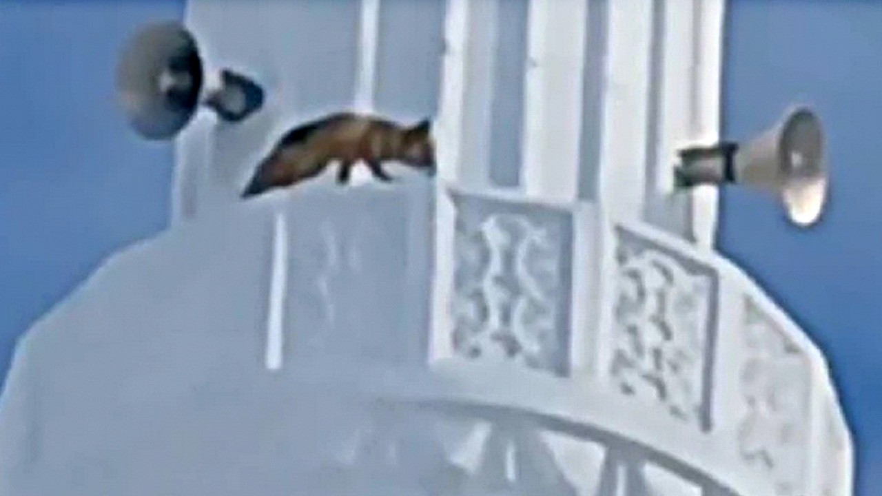 Cami minaresinde davetsiz misafir: Gören usta, ne yapacağını şaşırdı! Şaşırtan manzara