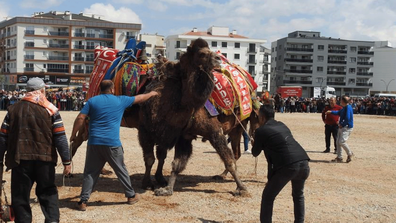 Cami yararına deve güreşi