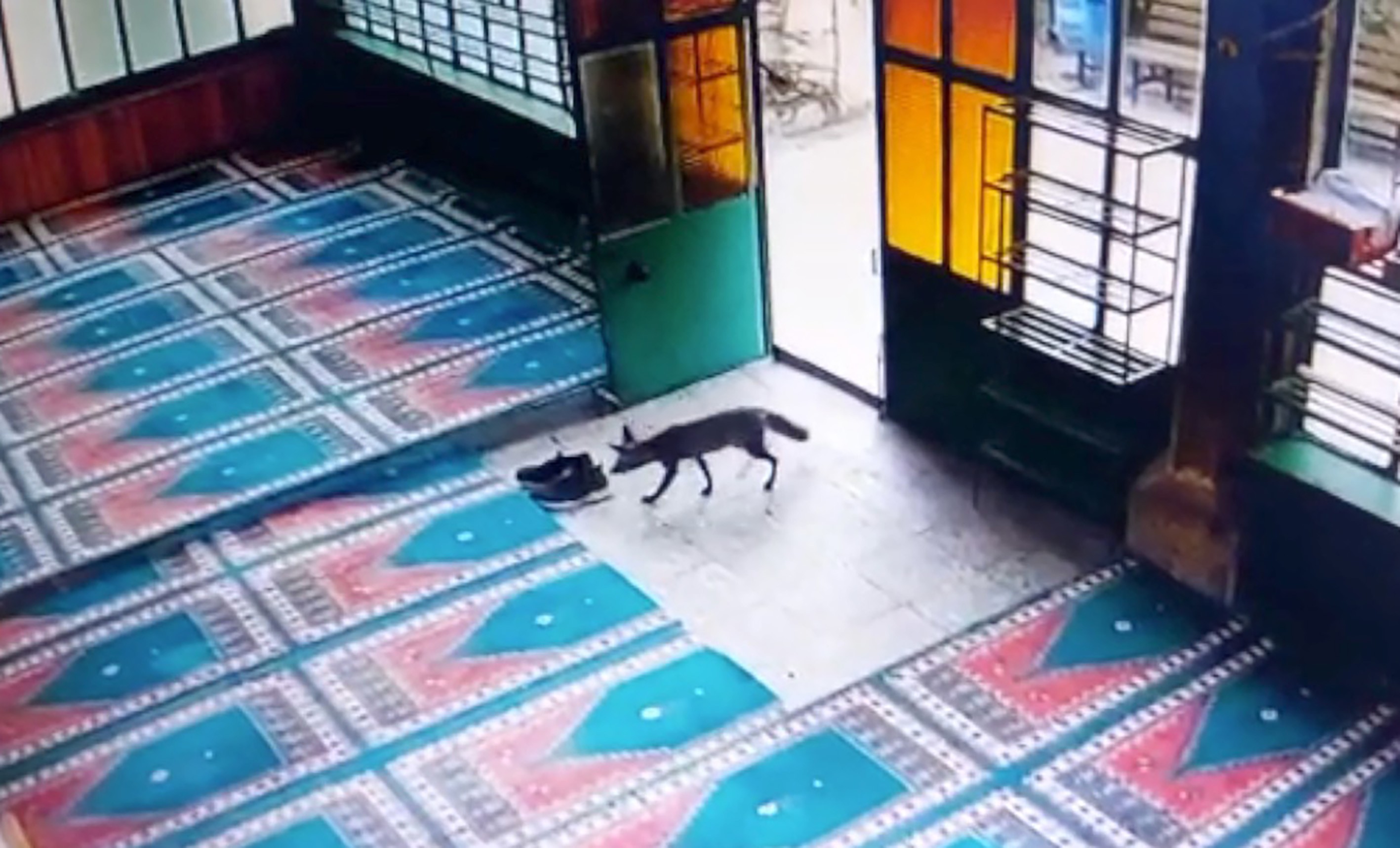 Camiden ayakkabı çalan tilki
