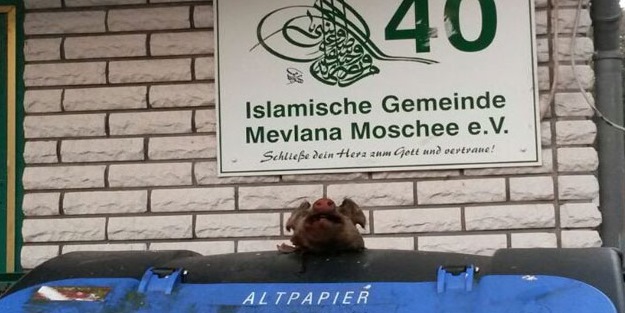 Caminin önüne domuz kafası bıraktılar