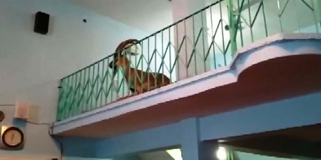 Camiye girenler gözlerine inanamadı