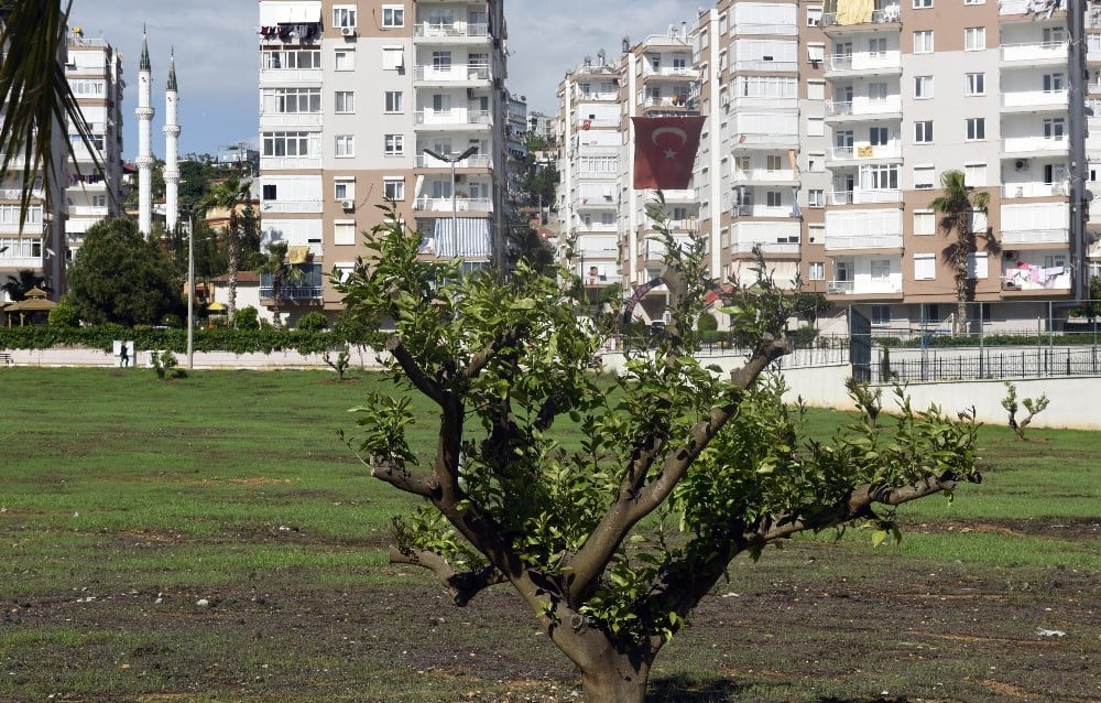 Çamlıbel’e narenciye bahçesi 