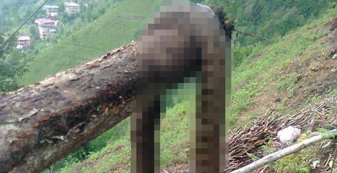 Çamlıhemşin köyünde yılan korkusu yaşanıyor