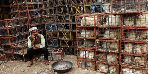 Cammu Keşmir’de kuş gribi alarmı