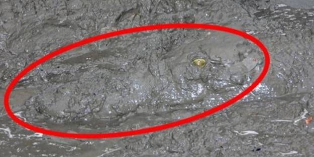 Çamura dikkat! Önce saklanıyor, sonra aniden saldırıyor