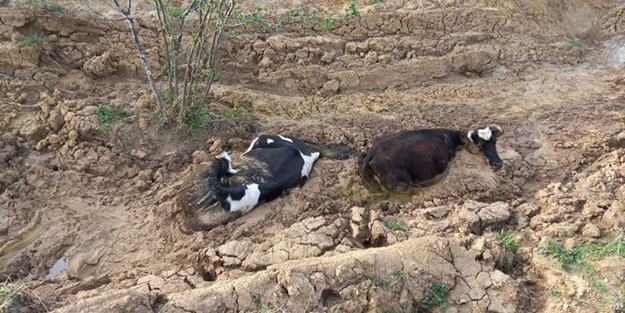 Çamura saplanan 3 inek iş makinesiyle kurtarıldı