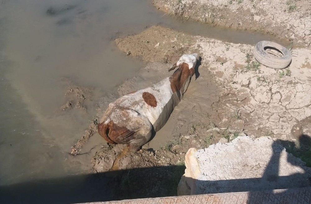 Çamura saplanan iki ineği itfaiye kurtardı 