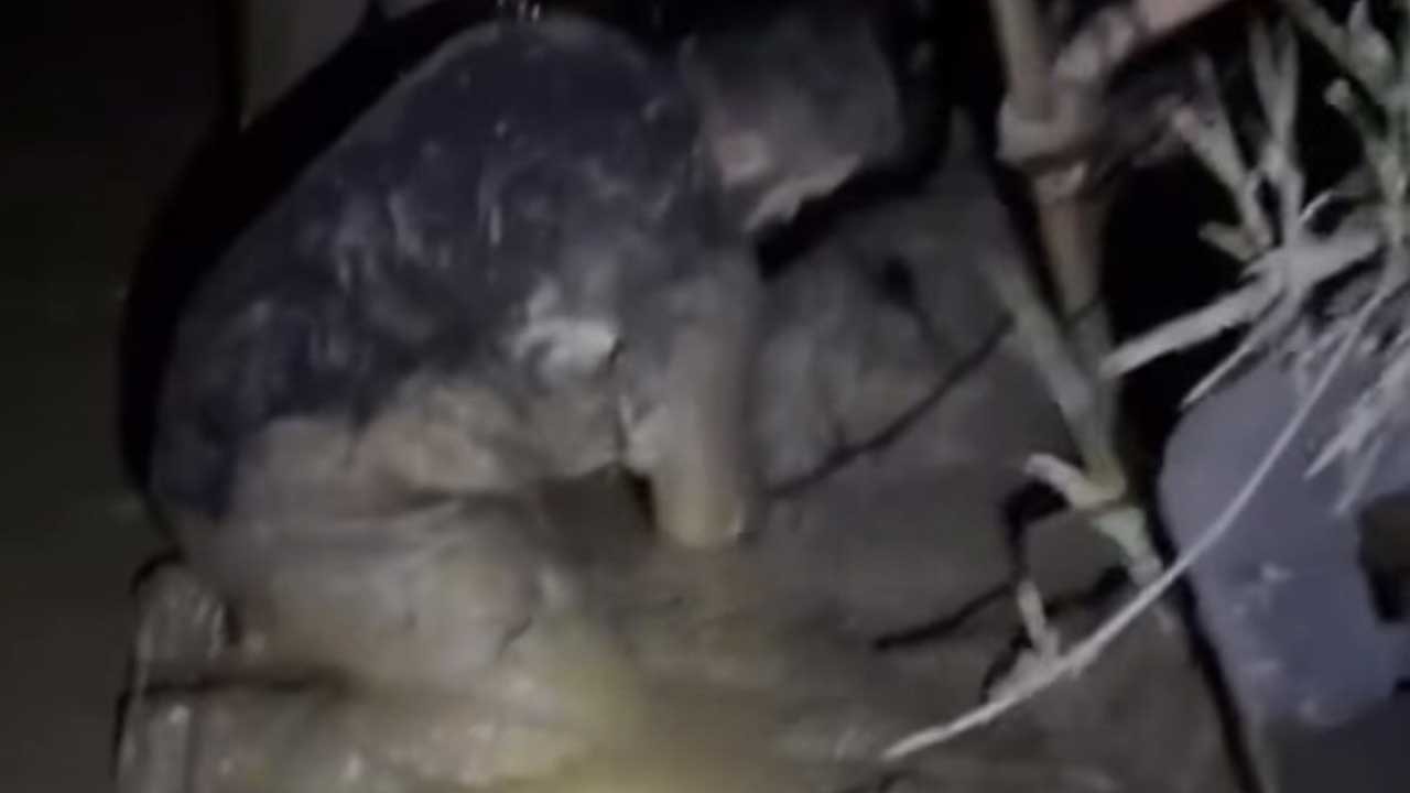 Çamura saplanan koyunlar kurtardıldı