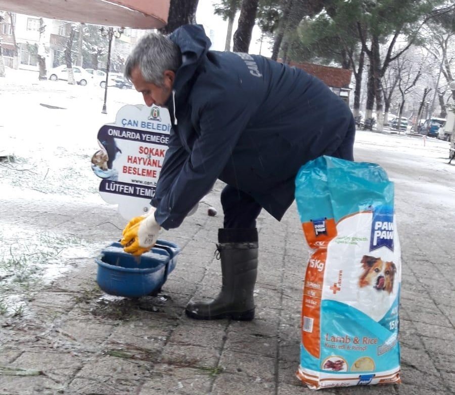 Çan Belediyesi sokak hayvanlarını unutmadı 