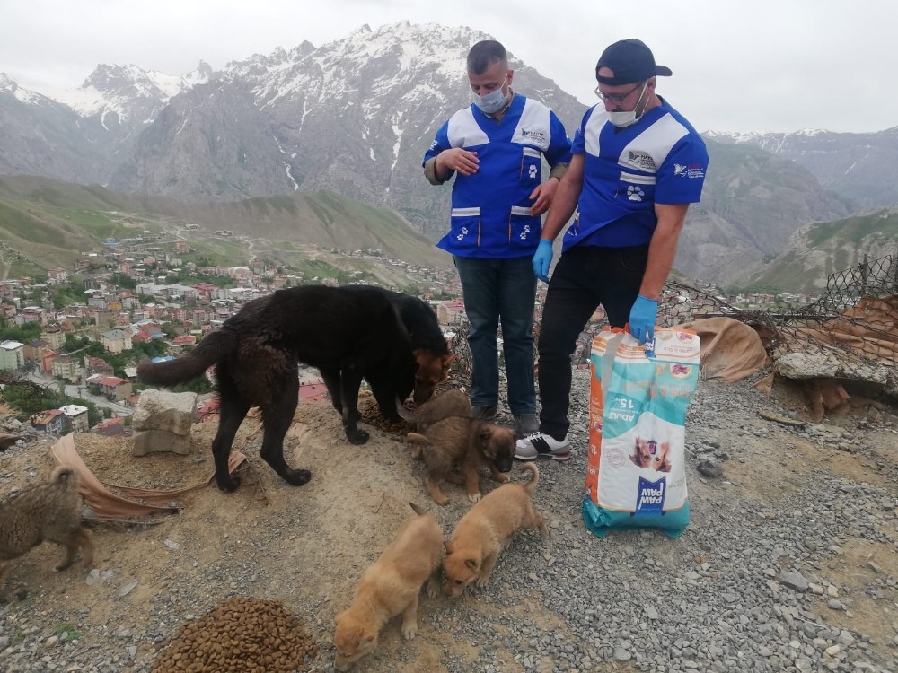 Can dostlara mama bırakıldı 