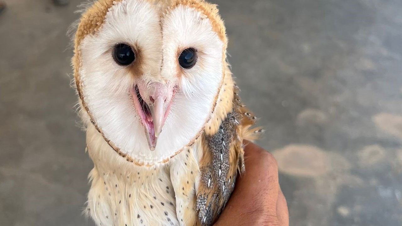 Can havliyle kapıyı çaldı! Nesli tükenmekte olan hayvan eve sığındı