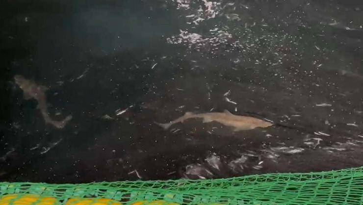 Çanakkale Boğazı'nda ağlara takılan 2 köpek balığı serbest bırakıldı