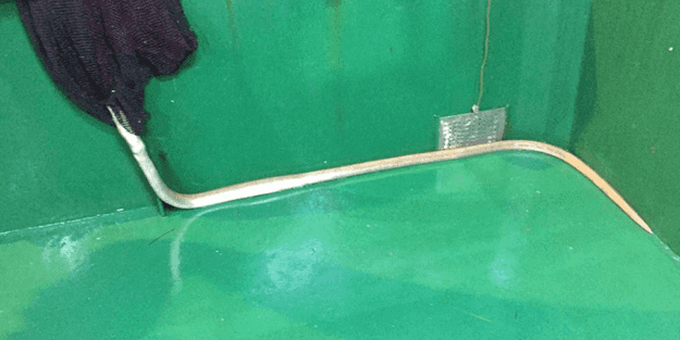 Boğazda ilk kez görüntülendi!