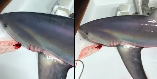 Çanakkale Boğazı'nda şimdiye kadar görülen en büyük köpek balığı yakalandı