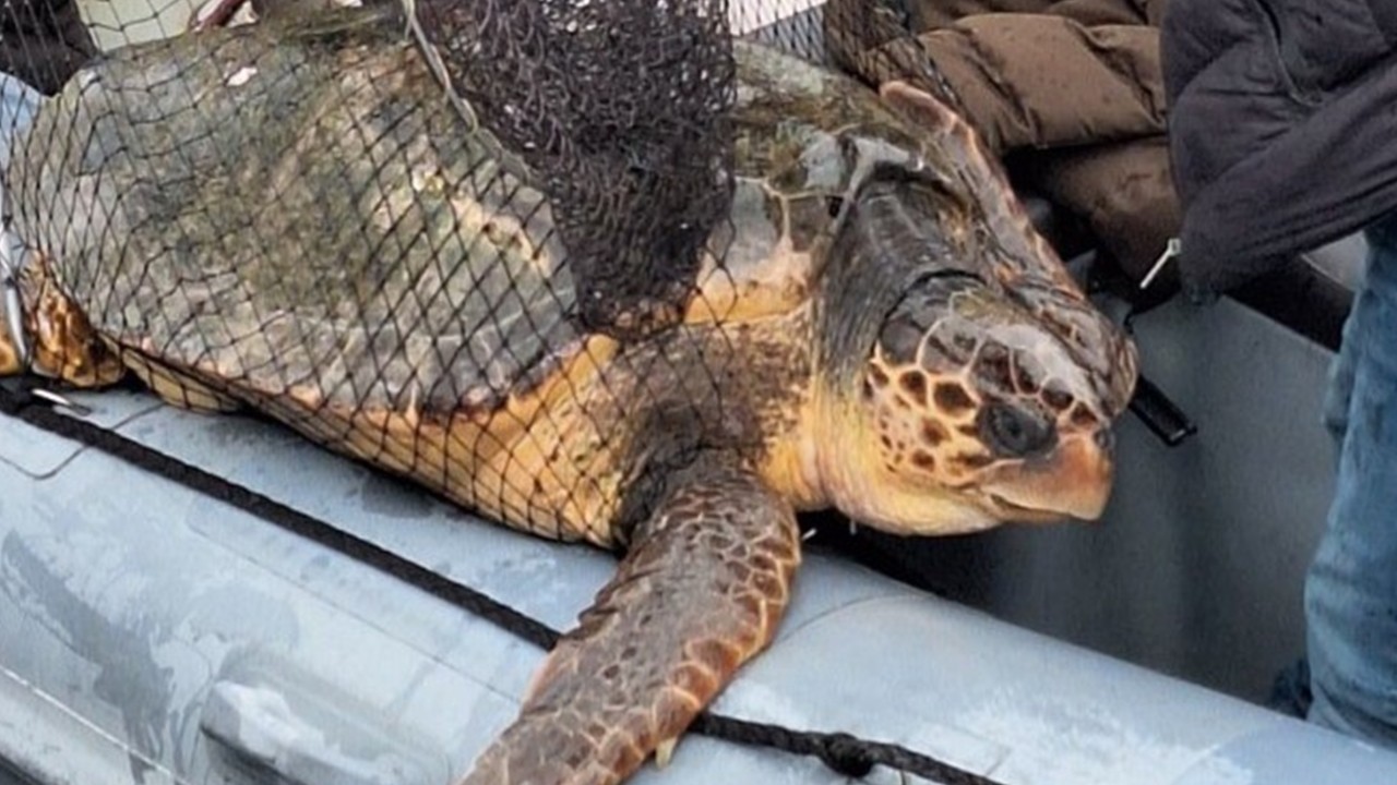 Çanakkale Boğazı’nda yolunu şaşıran caretta caretta kurtarıldı