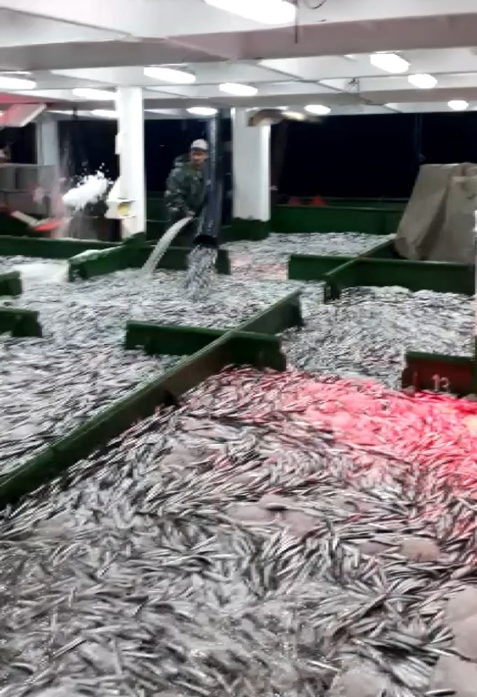 Çanakkale’de 15 ton hamsi yakalandı 