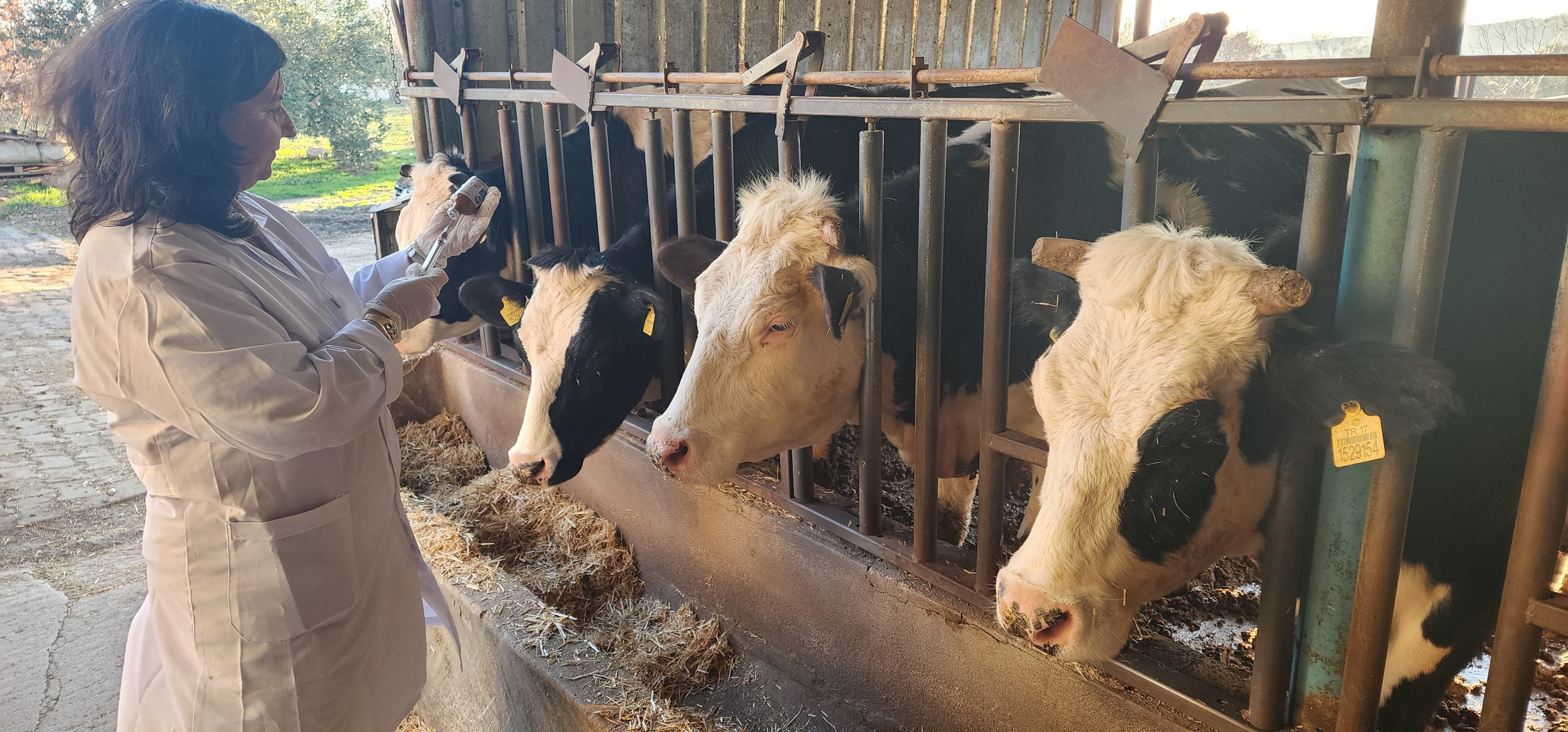 Çanakkale'de 205 bin büyükbaş hayvan şap hastalığına karşı aşılanacak