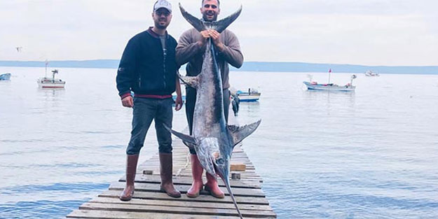 Çanakkale'de boylarından büyük kılıç balığı yakaladılar