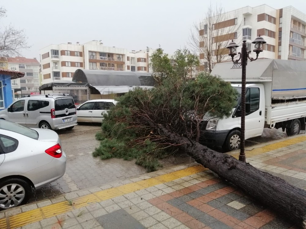 Çanakkale’de fırtına çam ağacını devirdi, 2 araç hasar gördü 