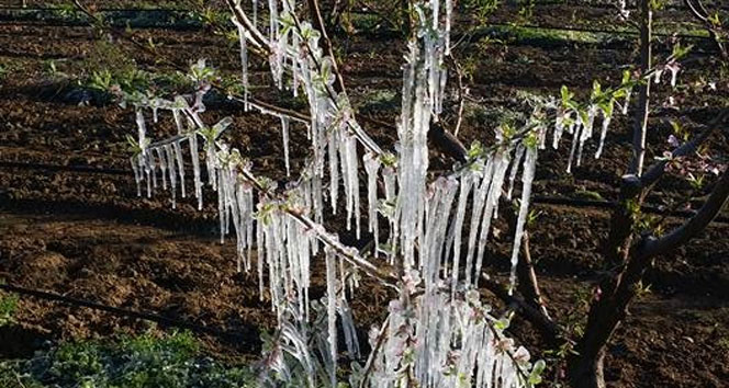Çanakkale'de kırağı ve don meyve üreticisini vurdu