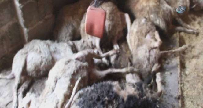 Çanakkale'de köpekler koyun sürüsünü telef etti