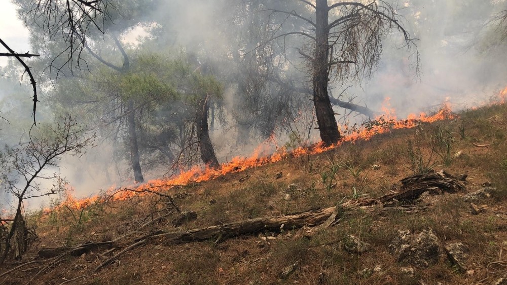 Çanakkale’de orman yangını 