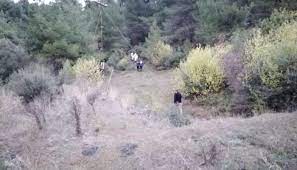 Çanakkale'de ormanda erkek cesedi bulundu