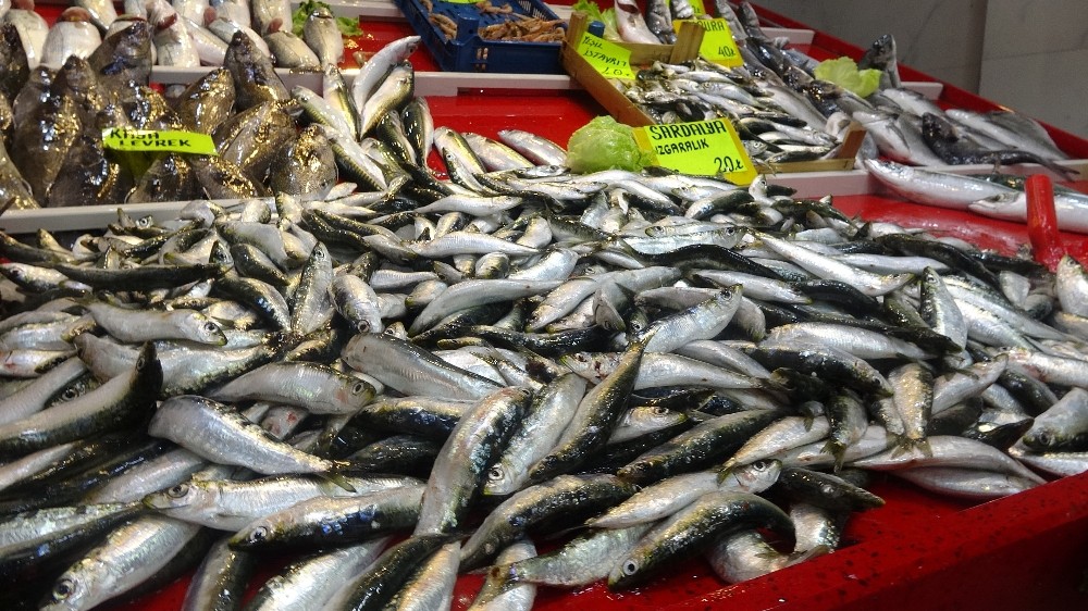 Çanakkale’de sardalya yağlandı, vatandaş bayram etti 