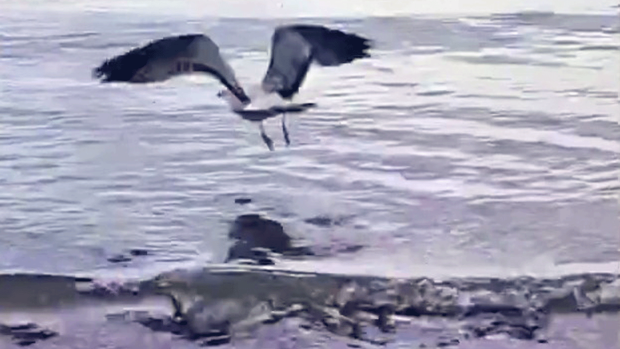 Çanakkale’de şaşırtan olay! Martının başına gelenler görenleri üzdü