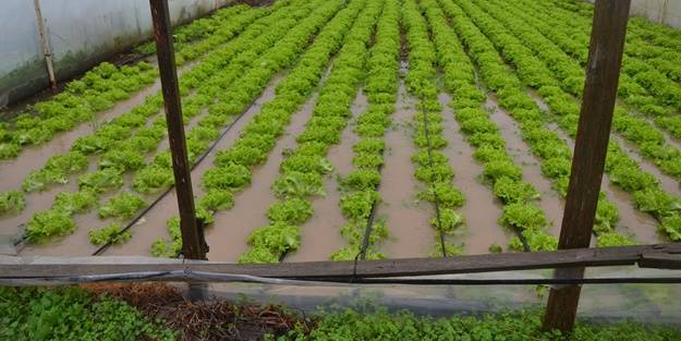 Çanakkale'de şiddetli yağış! Tarım alanlarını su bastı