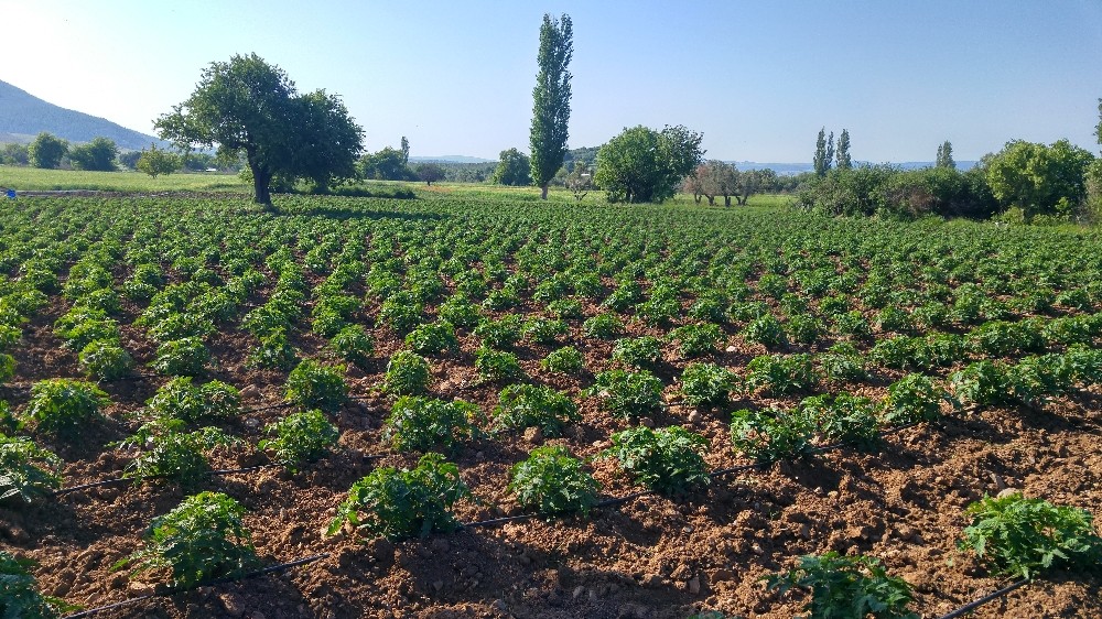 Çanakkale’de sulama sezonu başladı 