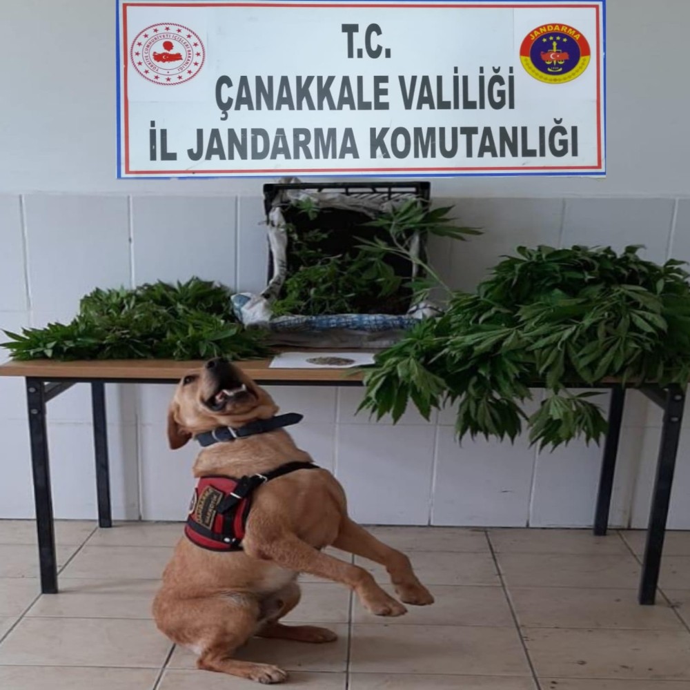 Çanakkale’de uyuşturucu operasyonu: 2 gözaltı 