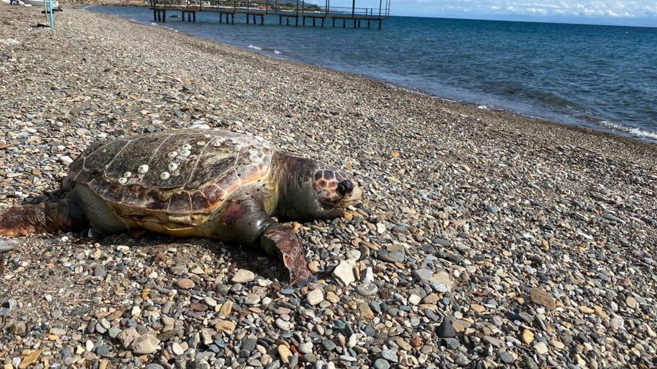 Çanakkale’de üzücü görüntü! Telef olmuş halde sahile vurdu